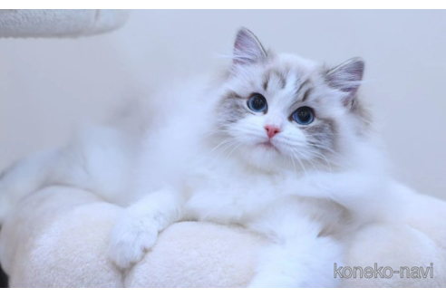 販売中のラグドールの親猫